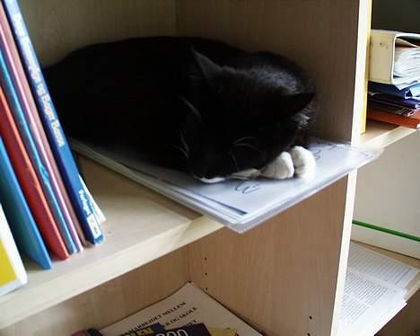 Blanding af racer Sille (død) billede 6