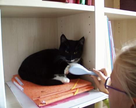 Blanding af racer Sille (død) billede 7