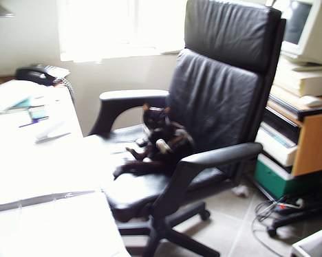 Blanding af racer Sille (død) billede 8