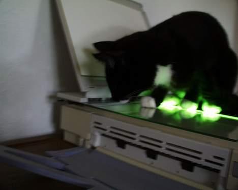 Blanding af racer Sille (død) billede 9