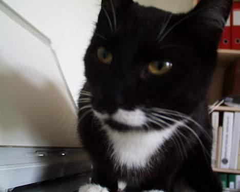 Blanding af racer Sille (død) billede 10