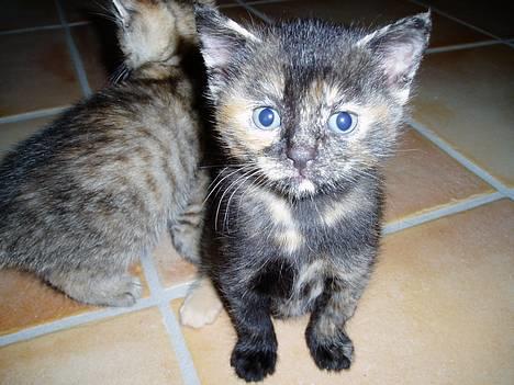 Blanding af racer SNØVSEN billede 1