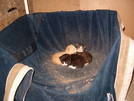 Blanding af racer Højgårdens killinger  billede 1