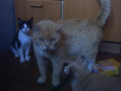 Blanding af racer Rolle †R.I.P† :´( billede 5