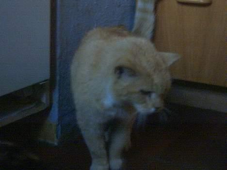 Blanding af racer Rolle †R.I.P† :´( billede 6