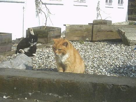 Blanding af racer Rolle †R.I.P† :´( - mmm... mad... billede 7