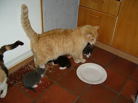 Blanding af racer Rolle †R.I.P† :´( billede 8