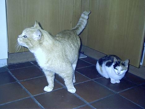 Blanding af racer Rolle †R.I.P† :´( billede 9