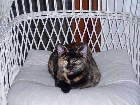 Blanding af racer SNØVSEN billede 2