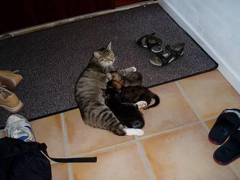 Blanding af racer SNØVSEN billede 3