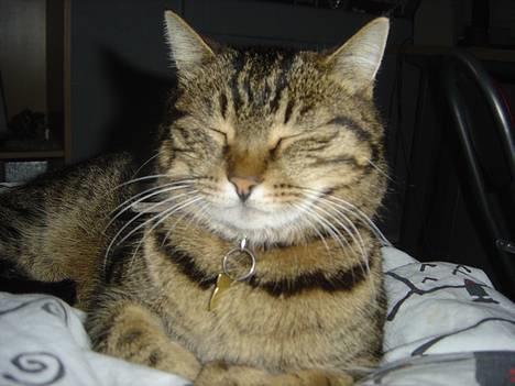 Blanding af racer Mille billede 2