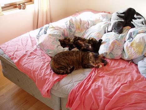 Blanding af racer SNØVSEN - ligger og sover med mor...mmm....det er hyggeligt... billede 5