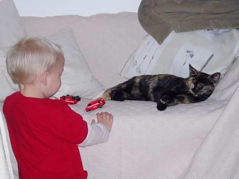 Blanding af racer SNØVSEN - jeg er altså for træt til at lege lige nu.... billede 6