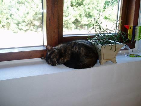 Blanding af racer SNØVSEN - har lige fundet mig en god plads i vinduet... billede 7