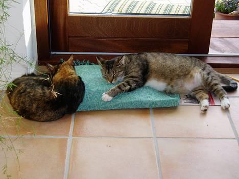 Blanding af racer SNØVSEN - ligger og sover med mor....ups.......vi sover på spisebordsduen...ikke så smart...men så kan den fandmer også bare ligge et andet sted end lige på  gulvet.... billede 8