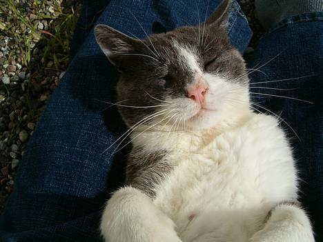 Huskat Chris / Fede Louie billede 3