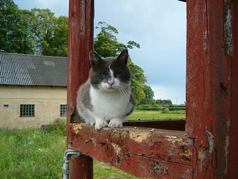 Huskat Chris / Fede Louie billede 4