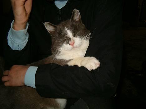 Huskat Chris / Fede Louie billede 5