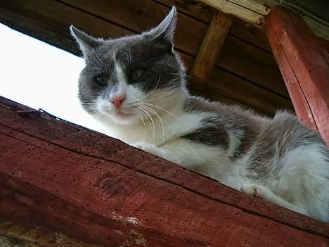 Huskat Chris / Fede Louie billede 6