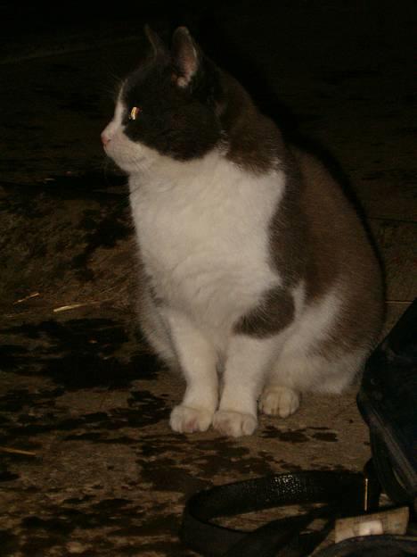 Huskat Chris / Fede Louie billede 8