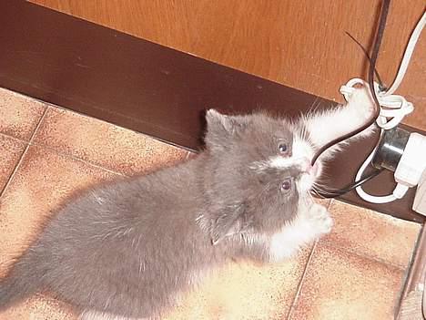 Huskat Chris / Fede Louie billede 7