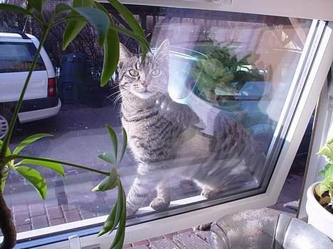 Blanding af racer Tony - Hvad mon de laver derinde ? billede 1