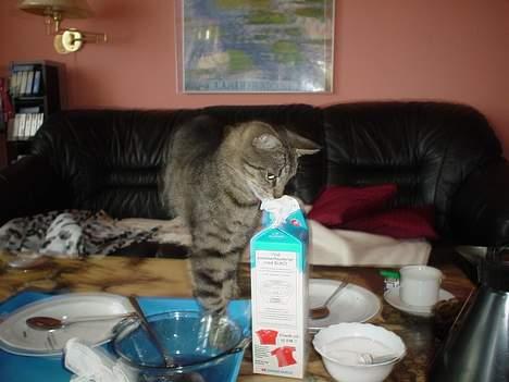 Blanding af racer Tony - Mon jeg kan få lidt mælk ?. billede 2