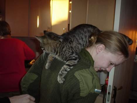 Blanding af racer Tony - Der nu et godt udsyn her fra. billede 3