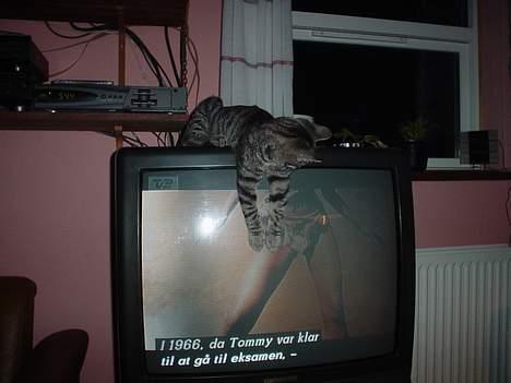 Blanding af racer Tony - Hun ser da ikke værst ud. billede 4