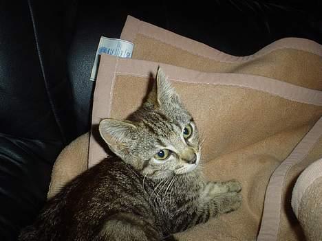 Blanding af racer Tony - Her er jeg  3 månder gammel  og min vægt var 1050 gram billede 5