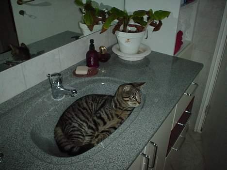 Blanding af racer Tony - Her ligger jeg jo meget godt billede 6