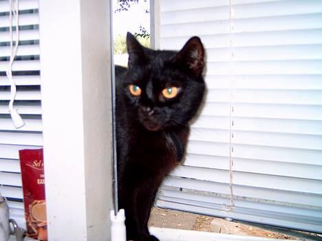 Huskat Mille mis  - Hej er der mad nu  billede 1