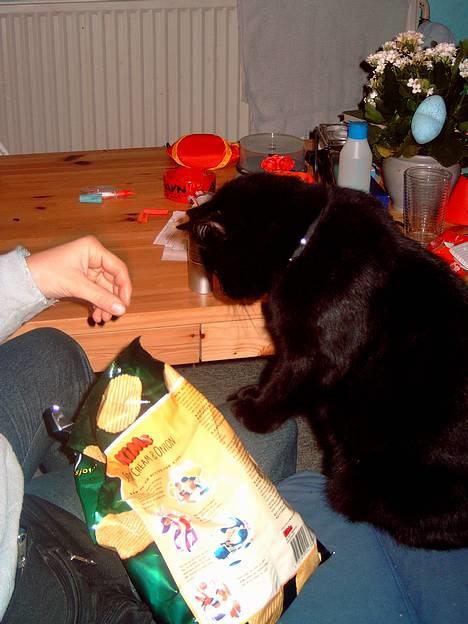 Huskat Mille mis  - Giver du noget ? billede 2