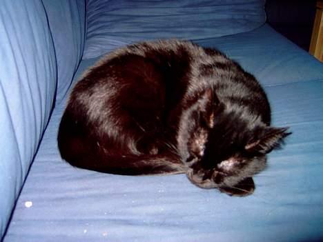 Huskat Mille mis  - Hun har været ude hele natten og så bliver man jo så træt  billede 3