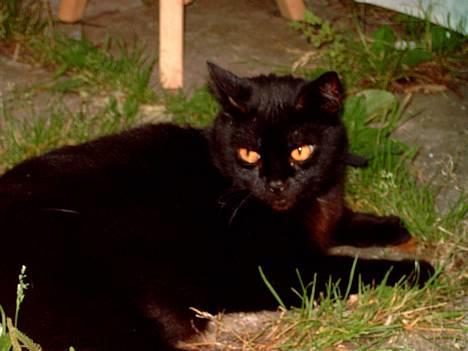 Huskat Mille mis  billede 5