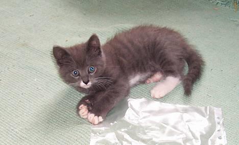 Blanding af racer Fluffy billede 1