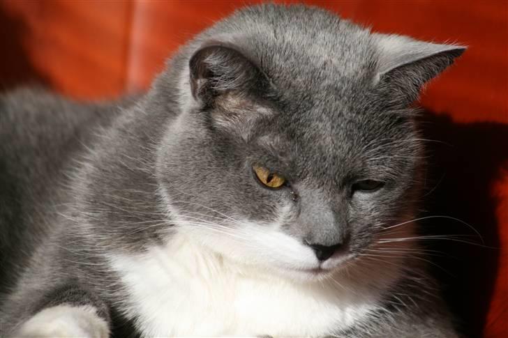 Blanding af racer Picasso - Picasso i solen. billede 1