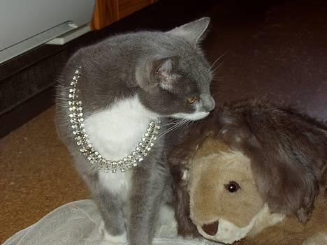 Blanding af racer Picasso - Prinsesse Picasso. billede 3