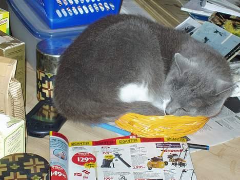 Blanding af racer Picasso - Han elsker at sove i små kurve og kasser! billede 4