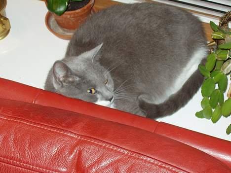 Blanding af racer Picasso - Sjovt blik. billede 5