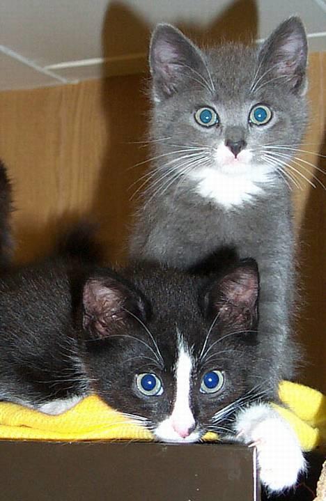 Blanding af racer Fluffy billede 2