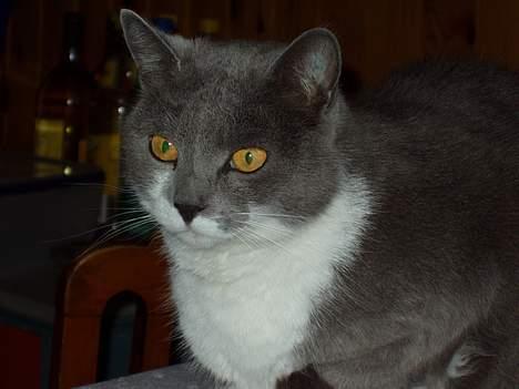 Blanding af racer Picasso - Picassos hoved. billede 6