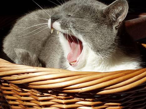 Blanding af racer Picasso - Gaaab! billede 7