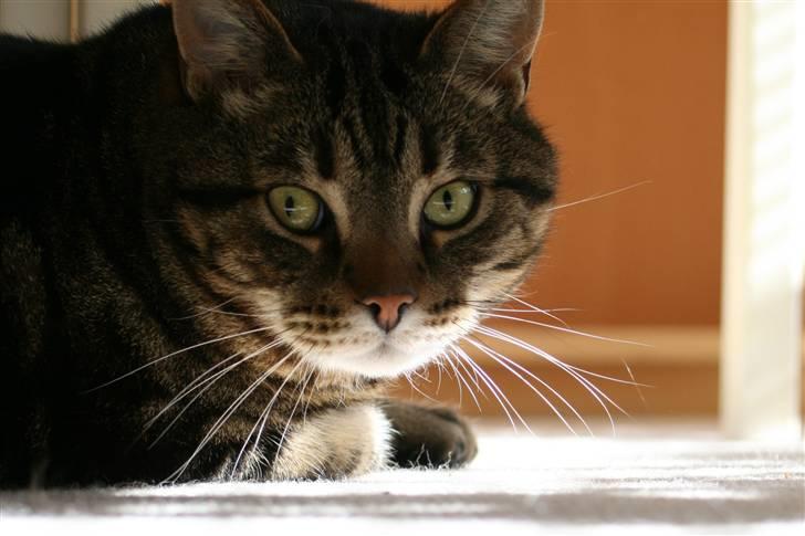 Blanding af racer Simba - Simba til venstre og Picasso til højre. billede 1