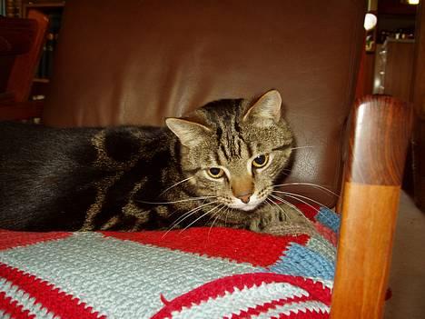 Blanding af racer Simba - Nåårhh er vi lige vågnet? billede 2