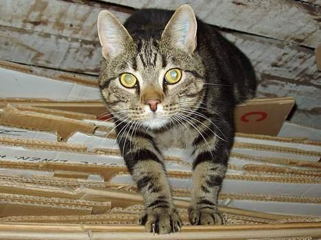 Blanding af racer Simba billede 3