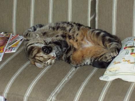 Blanding af racer Simba billede 4