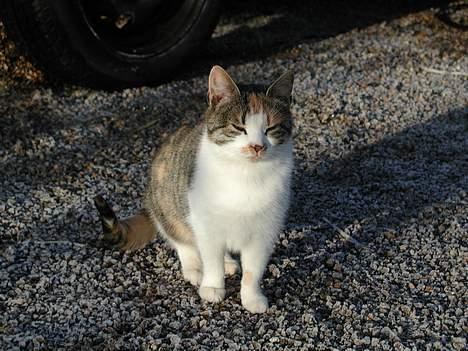 Blanding af racer Julie - Hvem der? billede 2