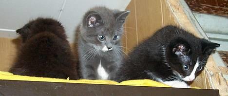 Blanding af racer Fluffy billede 3