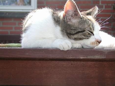 Blanding af racer Julie - Lækkert med en lille lur... billede 4